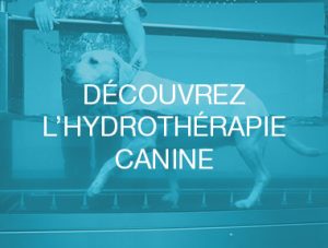 hydrotherapie-canine-mons-2