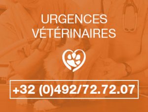 urgence-veterinaire-animavet-mons