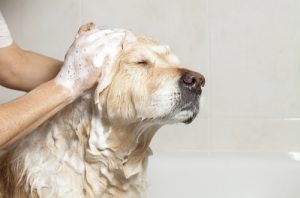 antiparasitaire-shampooing-antiparasitaire-animavet-mons-2